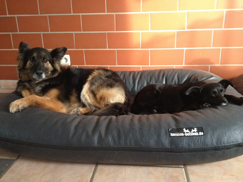 Hundebetten Haus 1