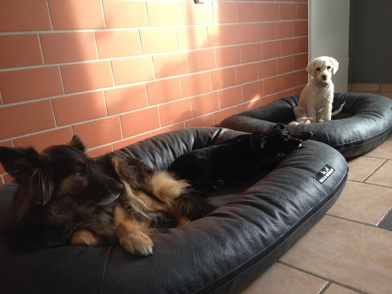 Hundebetten Haus 1