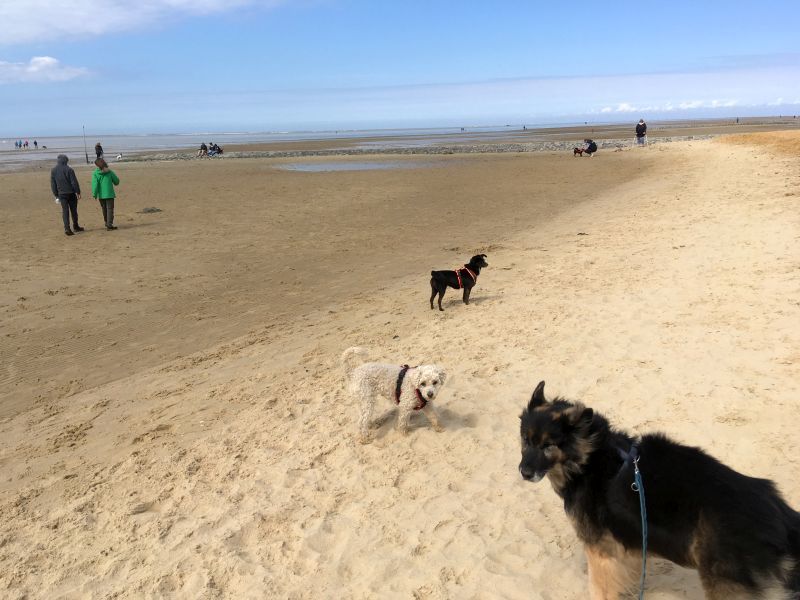 hundeurlaub cuxland Fotos Hundestrand Sahlenburg